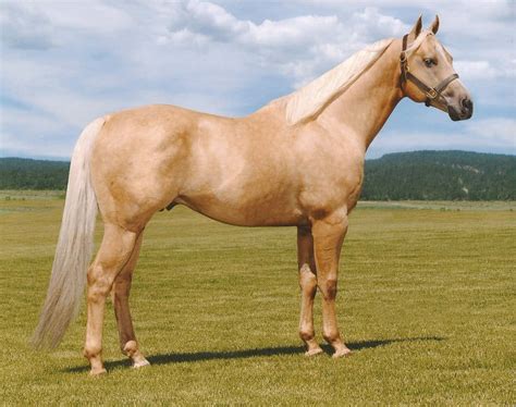 picture of a palomino|40+ Free Palomino & Horse Photos